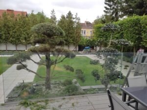 Read more about the article Czym jest bonsai w ogrodzie?