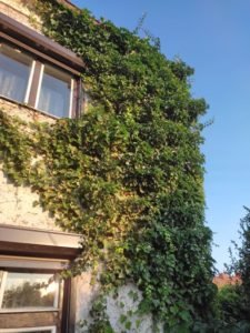 Read more about the article Dlaczego usuwanie pnączy z elewacji warto zlecić doświadczonemu ogrodnikowi?