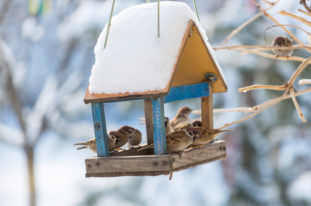 You are currently viewing Jak zatroszczyć się o ptaki zimujące? Wybór odpowiedniej karmy do karmników.
