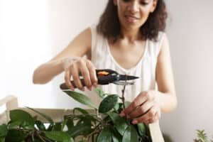 Read more about the article Rośliny więdną – co robić, kiedy zieleń zaczyna gasnąć?