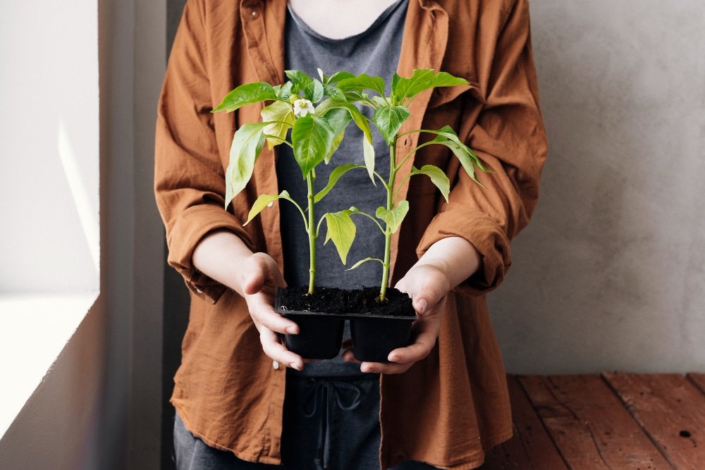 Read more about the article Jak przechowywać rośliny kwitnące z ogrodu zimą, by przetrwały w doskonałej formie?