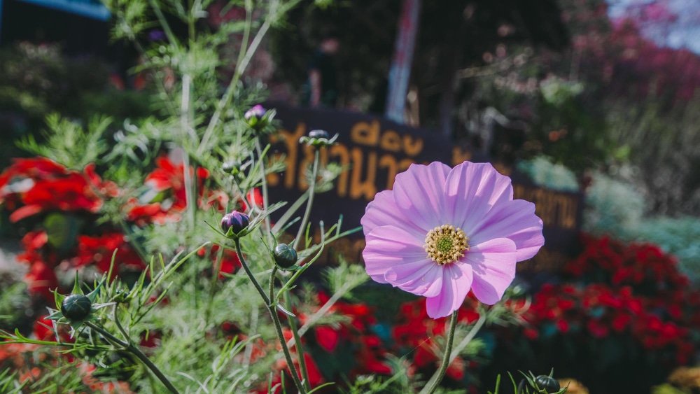 Read more about the article Jakie rośliny wybrać na łąkę kwietną w polskim klimacie?