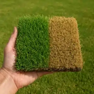 Read more about the article Jak ocenić kondycję trawnika na podstawie koloru darni