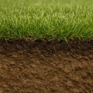 Read more about the article Co mówi struktura trawnika o stanie gleby