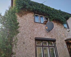 Usuwanie pnączy z elewacji