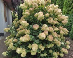 Pielęgnacja ogrodów