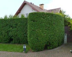 Cięcie żywopłotów