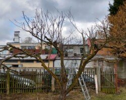 Cięcie drzew owocowych Cięcie drzew owocowych, śliwa przed pielęgnacją