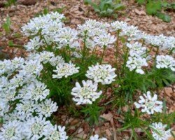 Ściółkowanie roślin