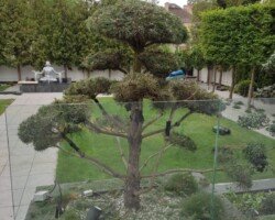 Formowanie Bonsai Sosna czarna przycięta, formowana na bonsai